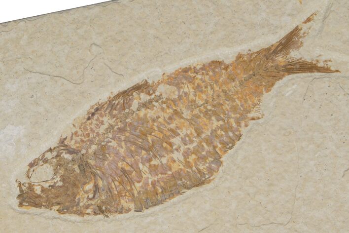 Fossil Fish (Knightia alta) - Wyoming #217562